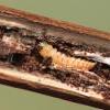 Isophrictis striatella larva (Photo: © P Clement)