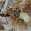 Apodia bifractella larva Rixton (Photo: © B Smart)