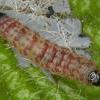 Argolamprotes micella larva (Photo: © R J Heckford)