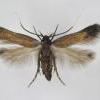 Monochroa tenebrella female bred Rumex acetosella, Trowlesworthy Warren, Devon 1999 (Photo: © R J Heckford)