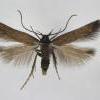 Monochroa tenebrella male bred Rumex acetosella, Trowlesworthy Warren, Devon 1999 (Photo: © R J Heckford)