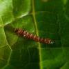 Monochroa tetragonella larva Wales 2013 (Photo: © B Henwood)
