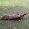 Monochroa tetragonella, Suffolk (photo: © P Kitchener) 