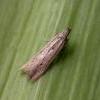 Monochroa divisella (Photo: © J Clifton)