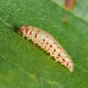 Chrysoesthia drurella larva, Grimley (Photo: © O Wadsworth)