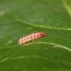 Chrysoesthia drurella larva (Photo: T & D Pendleton)