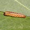 Chrysoesthia sexguttella larva, Grimley (Photo: © O Wadsworth)