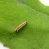 Chrysoesthia sexguttella larva (Photo: © T & D Pendleton)
