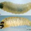 Ptocheuusa paupella larva (Photo: © I F Smith)