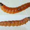 Exoteleia dodecella larva Formby (Photo: © B Smart)
