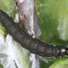 Athrips mouffetella larva on Lonicera periclymenum, Berry Head, Brixham, Devon 3.6.2013 (Photo: © R J Heckford)