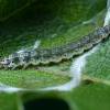 Altenia scriptella larva (Photo: © O Wadsworth)