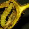 Carpatolechia notatella larva ex gall Salix aurita (Photo: © S Taylor)