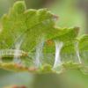Carpatolechia proximella Salford, 2016, feeding sign on birch (Photo: © B Smart)