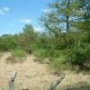 Pseudotelphusa paripunctella habitat, Astley Moss (Photo: © S Palmer)