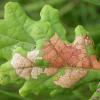 Pseudotelphus paripunctella on Quercus ssp Cheshire 2016 (Photo: © B Smart)