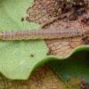 Pseudotelphus paripunctella larvae on oak Cheshire 2016 (Photo: © B Smart)