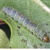 Teleiodes luculella larva coll. 2013, moth em. 2014, Quercus sp., Cann Wood, Devon (Photo: © R J Heckford)