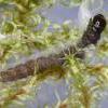 Bryotropha boreella larva, Lancs 2015 (Photo: © R J Heckford)