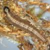 Bryotropha desertella larva (Photo: ©  R J Heckford)