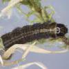 Bryotropha terrella larva (Photo: © R J Heckford)
