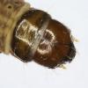 Chionodes fumatella larva, Essex close up (Photo: © R J Heckford)