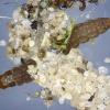 Chionodes fumatella larva Norfolk (Photo: © R J Heckford)