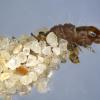 Chionodes fumatella larva, Norfolk (Photo: © R J Heckford)