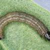 Chionodes distinctella larva (Photo: © R J Heckford)