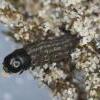 Chionodes distinctella larva (Photo: © R J Heckford)