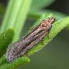 Mirificarma mulinella ex larva Shrops. 2014 (Photo: © P Clement)