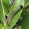 Mirificarma lentigionsella larva (Photo: © P Clement)