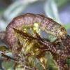 Prolita solutella larva, Cornwall (Photo © R J Heckford)