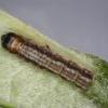 Gelechia sororculella larva (Photo: © R J Heckford)