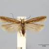 Scrobipalpa stangei (Stainton collection), photo courtesy Curator Microlepidoptera, Natural History Museum, London