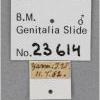 Scrobipalpa stangei data label (Bankes collection, British & Irish collection), photo courtesy Curator Microlepidoptera, Natural History Museum, London