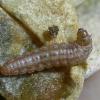 Scrobipalpa instabilella larva April 2016 Lancs (Photo: © B Smart)