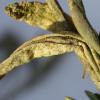 Scrobipalpa instabilella larval feeding Atriplex portulacoides (Photo: © B Smart)