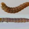 Scrobipalpa instabilella larva 2016 (Photo: © B Smart)