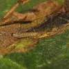 Scrobipalpa ocellatella early instar larva on Beta vulgaris ssp. maritima at Luscombe Nature Reserve, Dorset. 30.10.2014 (Photo: © J Seawright) 