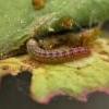 Scrobipalpa nitentella larva (Photo: © T Tams)