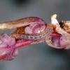 Scrobipalpa nitentella larva on Annual Sea Blite, Warham Greens (Photo: © O Wadsworth)