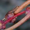 Scrobipalpa nitentella larva on Annual Sea Blite, Warham Greens (Photo: © O Wadsworth)