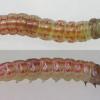 Scrobipalpa costella larvae Lancs 2015 (Photo: © B Smart)