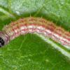 Scrobipalpa costella larvae Lancs 2015 (Photo: © B Smart)