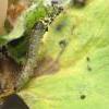 Scrobipalpa costella larva on Bittersweet, Solanum dulcamara, Studland Heath, Dorset (Photo: © J Seawright)