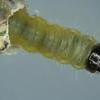 Caryocolum vicinella larva (Photo: © R J Heckford)