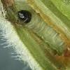 Caryocolum viscariella larva (Photo: © R J Heckford)