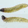 Caryocolum viscariella larvae, St Helens (Photo: © B Smart)