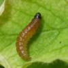 Caryocolum fraternella larva Sale Water Park, Lancs 30.4.2016 (Photo: © B Smart)